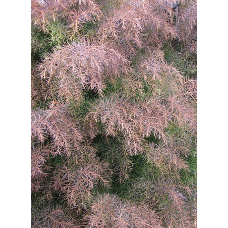 CRYPTOMERIA japonica ELEGANS