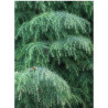 CRYPTOMERIA japonica ELEGANS