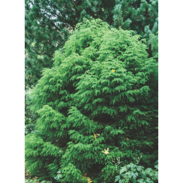 CRYPTOMERIA japonica ELEGANS