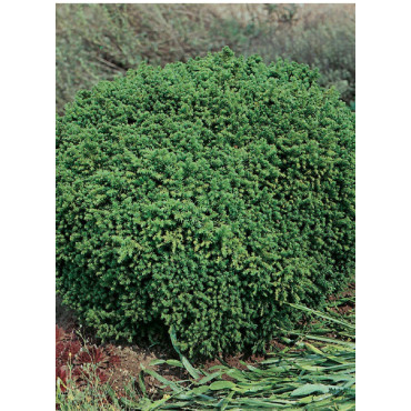 CRYPTOMERIA japonica VILMORINIANA