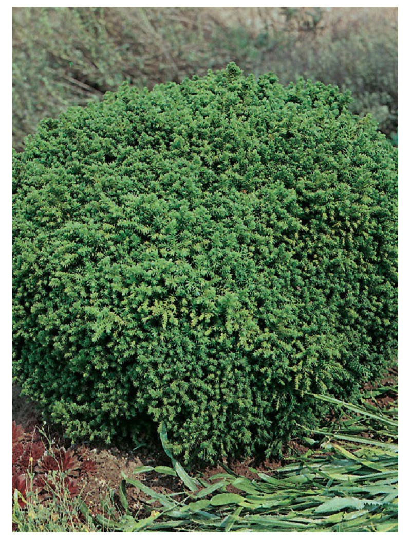 CRYPTOMERIA japonica VILMORINIANA