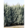 CUPRESSUS arizonica FASTIGIATA