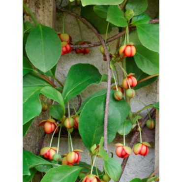 SCHISANDRA rubriflora