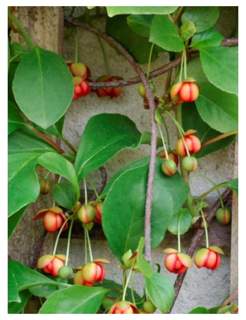 SCHISANDRA rubriflora