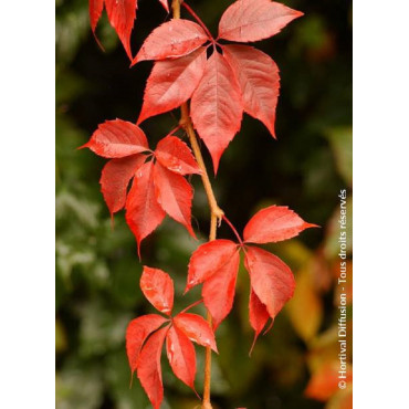 PARTHENOCISSUS quinquefolia ENGELMANNII