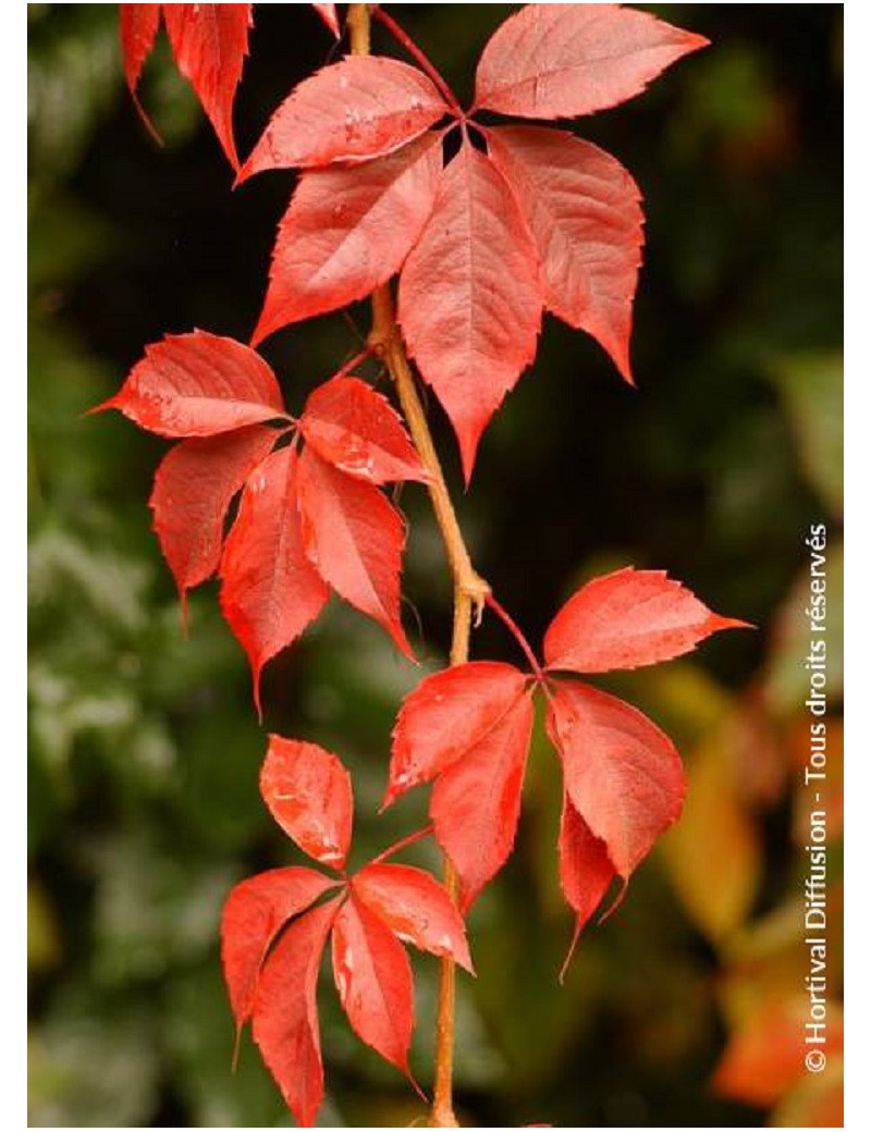 PARTHENOCISSUS quinquefolia ENGELMANNII