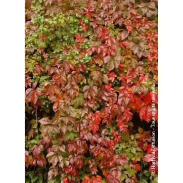 PARTHENOCISSUS quinquefolia ENGELMANNII