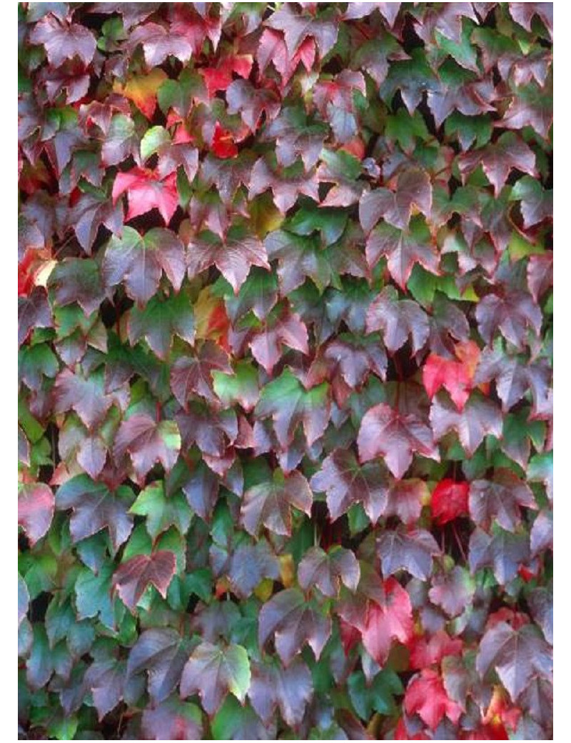 PARTHENOCISSUS tricuspidata VEITCHII