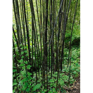 PHYLLOSTACHYS NIGRA