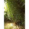 PHYLLOSTACHYS BISSETII