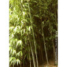 PHYLLOSTACHYS BISSETII