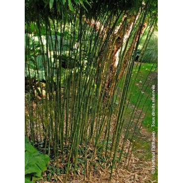 PHYLLOSTACHYS BISSETII