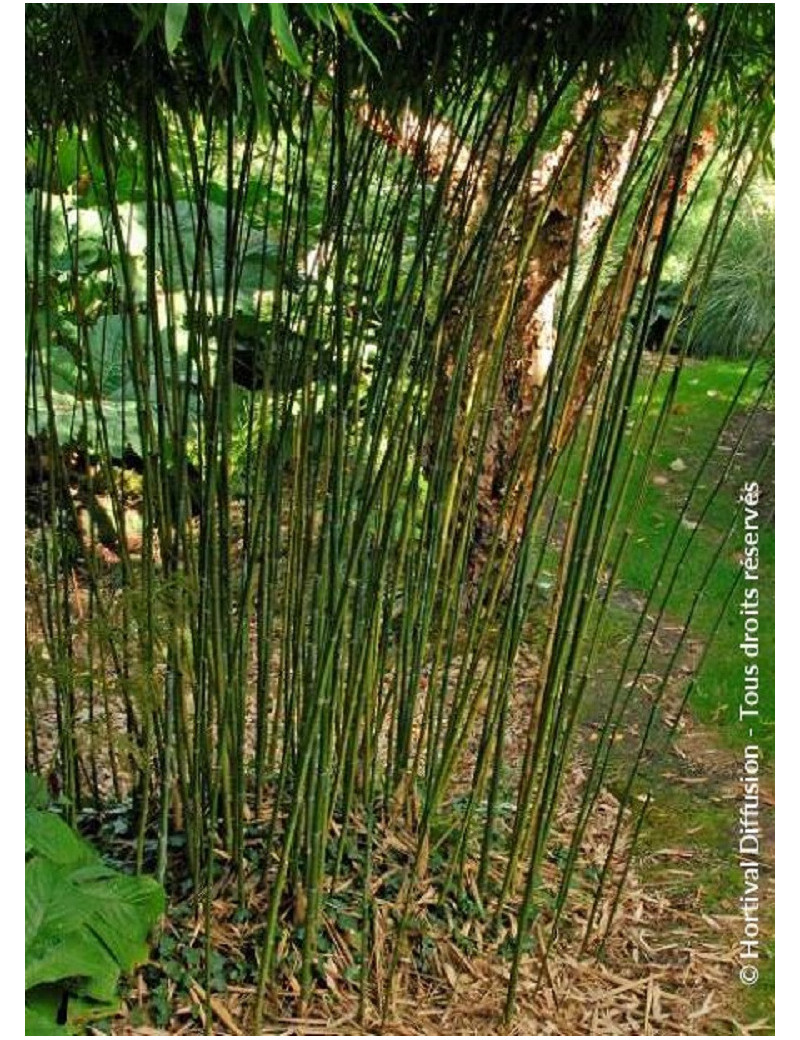 PHYLLOSTACHYS BISSETII