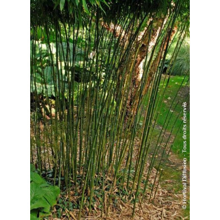 PHYLLOSTACHYS BISSETII