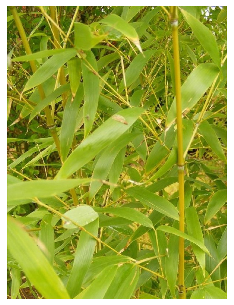 PHYLLOSTACHYS AUREA