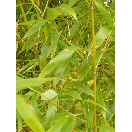 PHYLLOSTACHYS AUREA