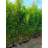 PHYLLOSTACHYS AUREA