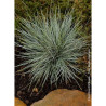 FESTUCA glauca ELIJAH BLUE