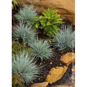 FESTUCA glauca ELIJAH BLUE