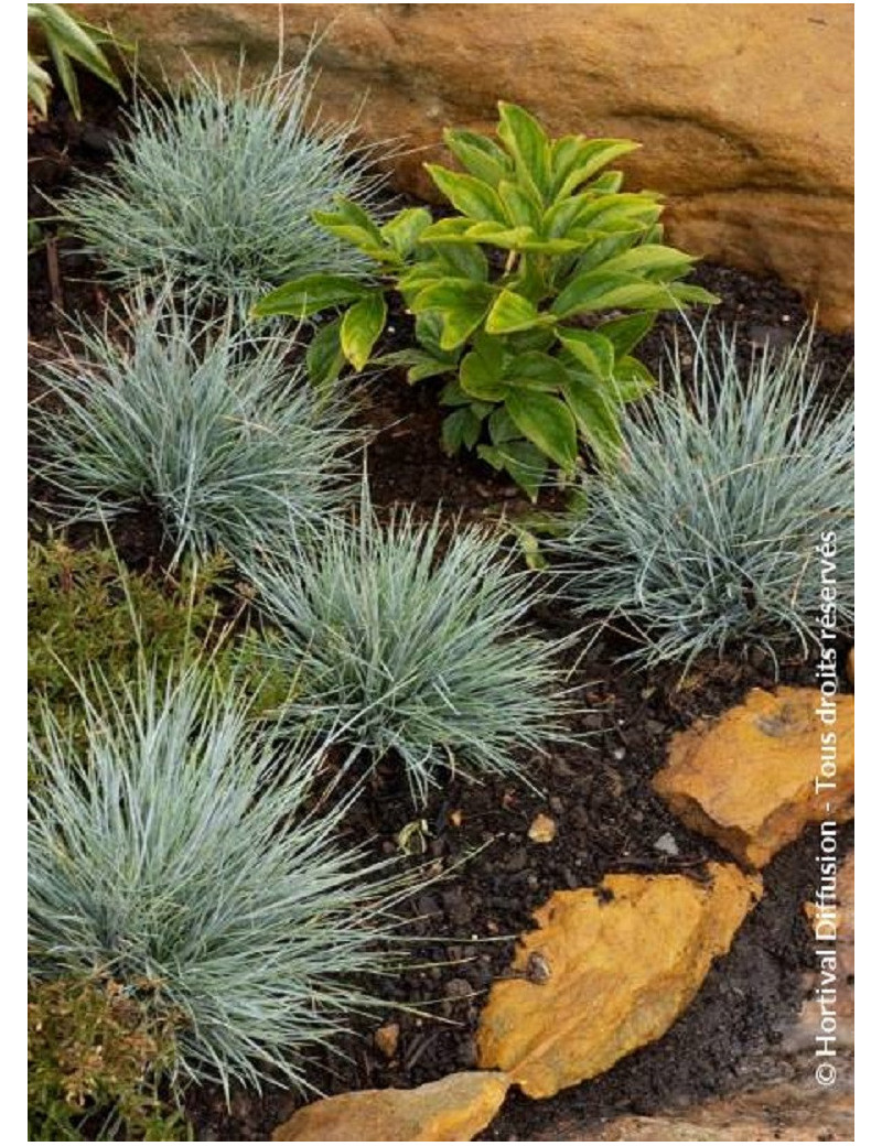 FESTUCA glauca ELIJAH BLUE