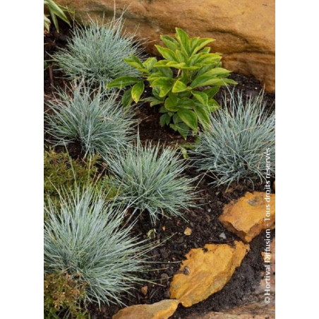 FESTUCA glauca ELIJAH BLUE