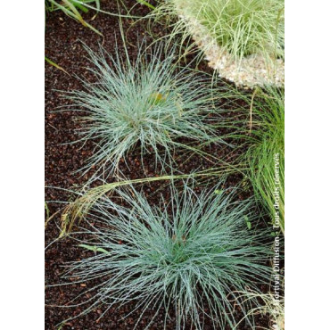 FESTUCA glauca ELIJAH BLUE