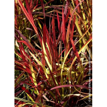 IMPERATA cylindrica RED BARON