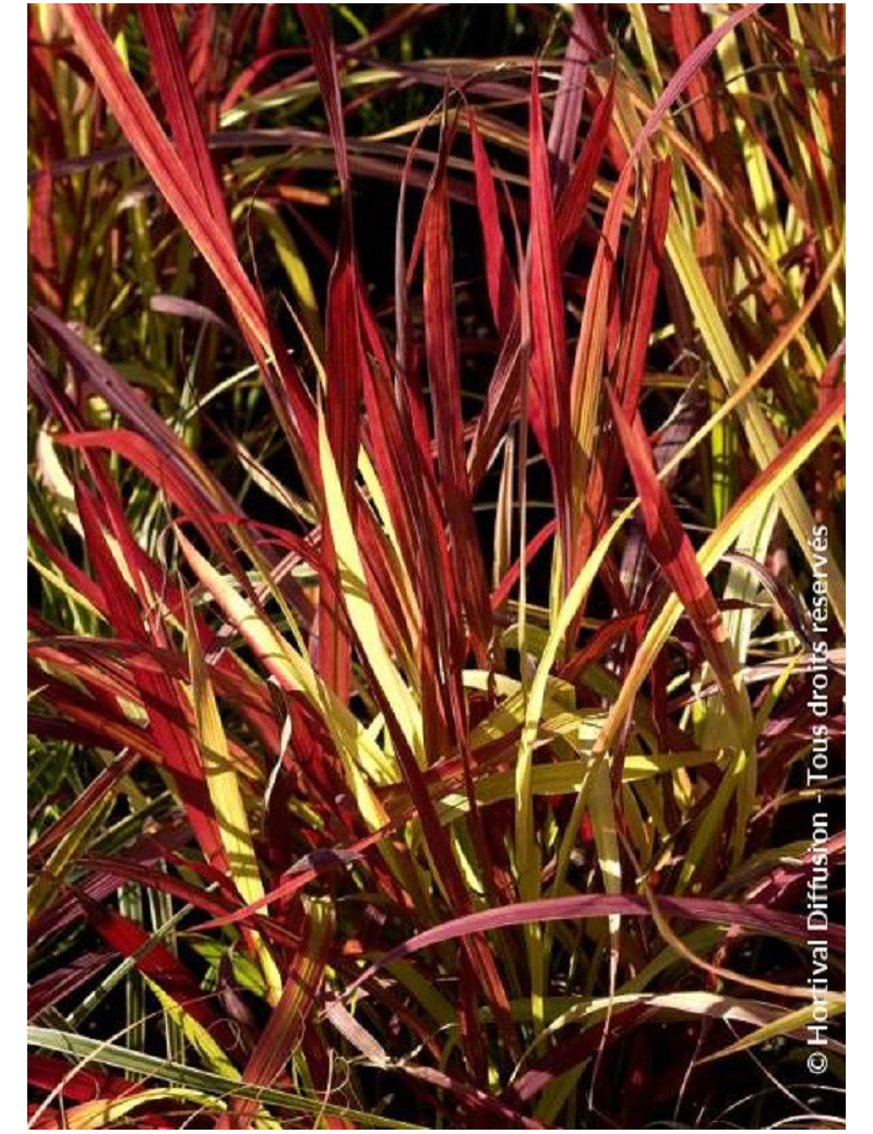 IMPERATA cylindrica RED BARON