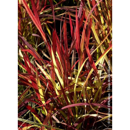 IMPERATA cylindrica RED BARON