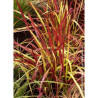 IMPERATA cylindrica RED BARON