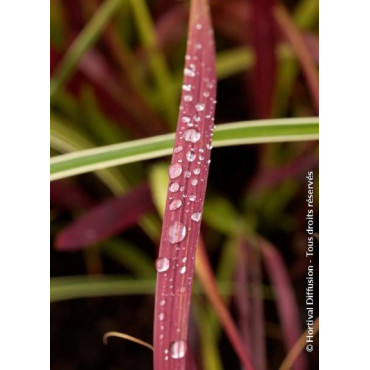 IMPERATA cylindrica RED BARON