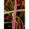 IMPERATA cylindrica RED BARON