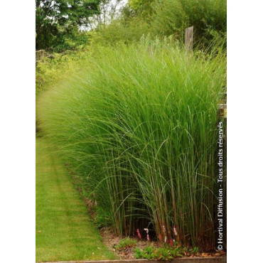 MISCANTHUS sinensis GRACILLIMUS