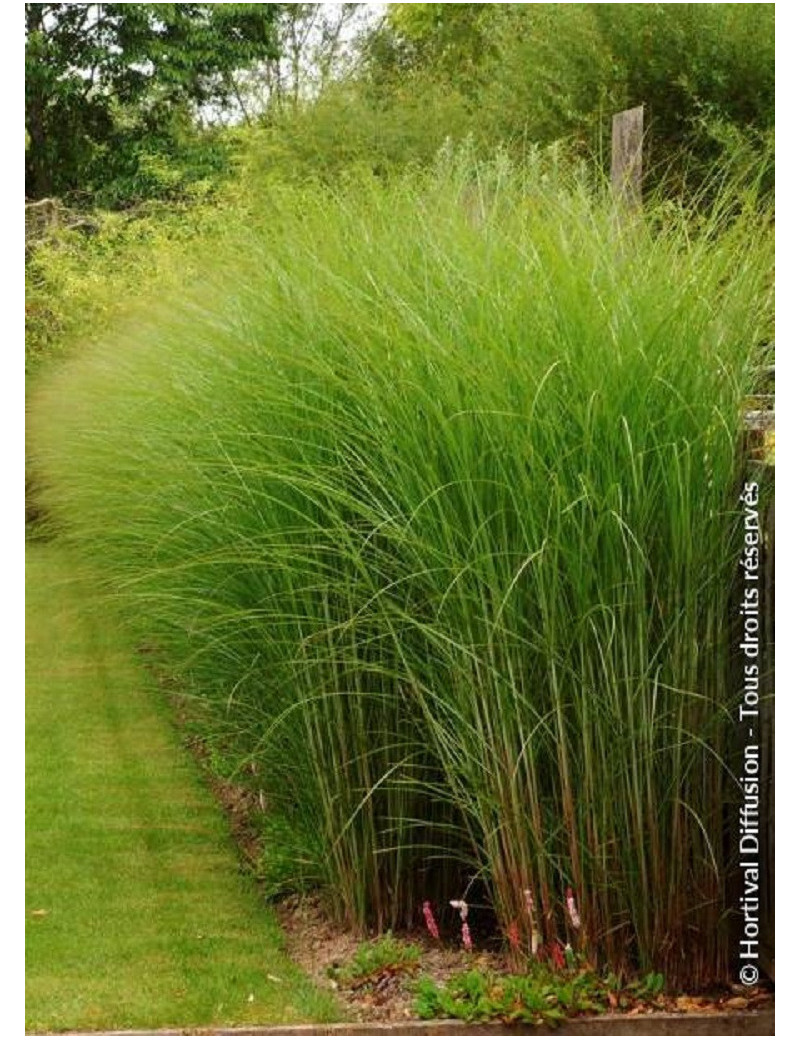 MISCANTHUS sinensis GRACILLIMUS