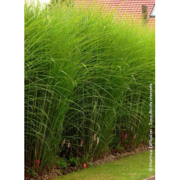 MISCANTHUS sinensis GRACILLIMUS