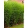 MISCANTHUS sinensis GRACILLIMUS