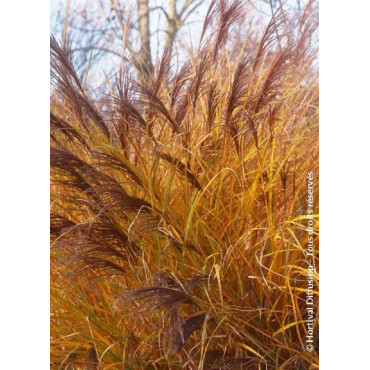 MISCANTHUS sinensis GRACILLIMUS