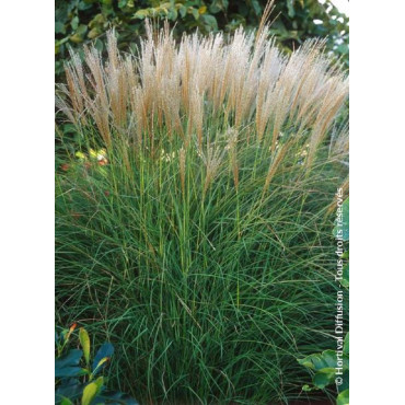 MISCANTHUS sinensis KLEINE SILBERSPINNE