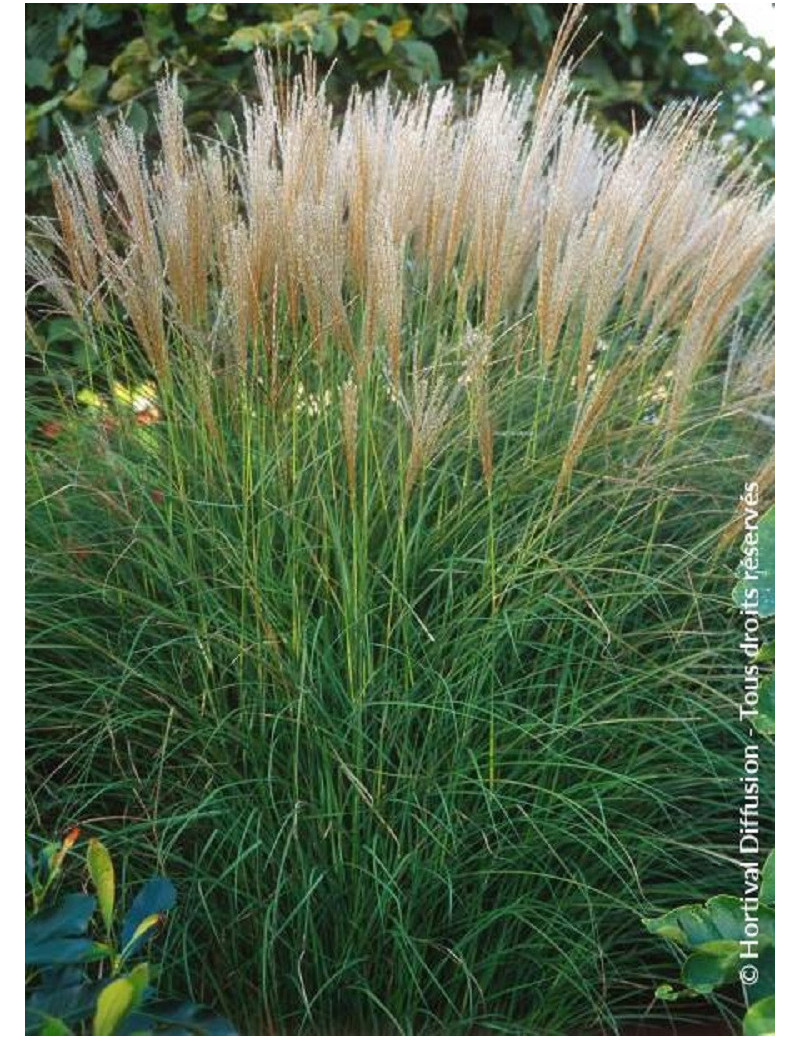 MISCANTHUS sinensis KLEINE SILBERSPINNE