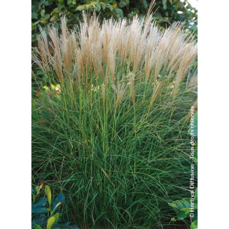 MISCANTHUS sinensis KLEINE SILBERSPINNE