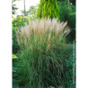 MISCANTHUS sinensis KLEINE SILBERSPINNE