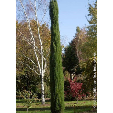 CUPRESSUS sempervirens TOTEM