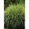 MISCANTHUS sinensis ZEBRINUS