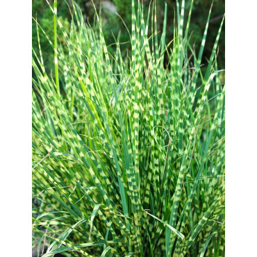 MISCANTHUS sinensis ZEBRINUS