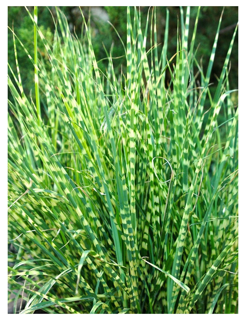 MISCANTHUS sinensis ZEBRINUS