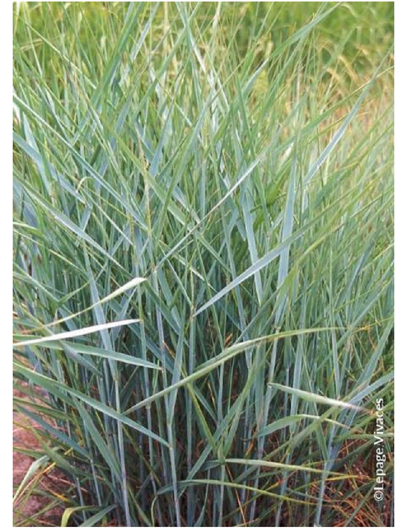 PANICUM virgatum PRAIRIE SKY