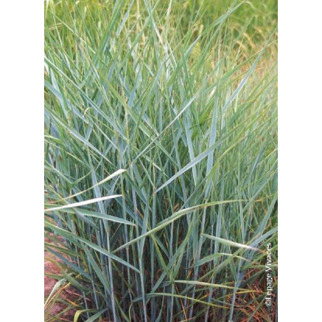 PANICUM virgatum PRAIRIE SKY