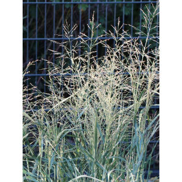 PANICUM virgatum PRAIRIE SKY