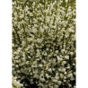 CYTISUS praecox ALBUS