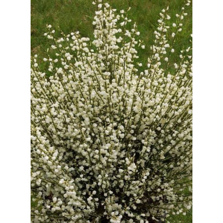 CYTISUS praecox ALBUS